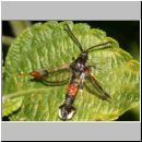 Synanthedon formicaeformis - Glasfluegler 10.jpg